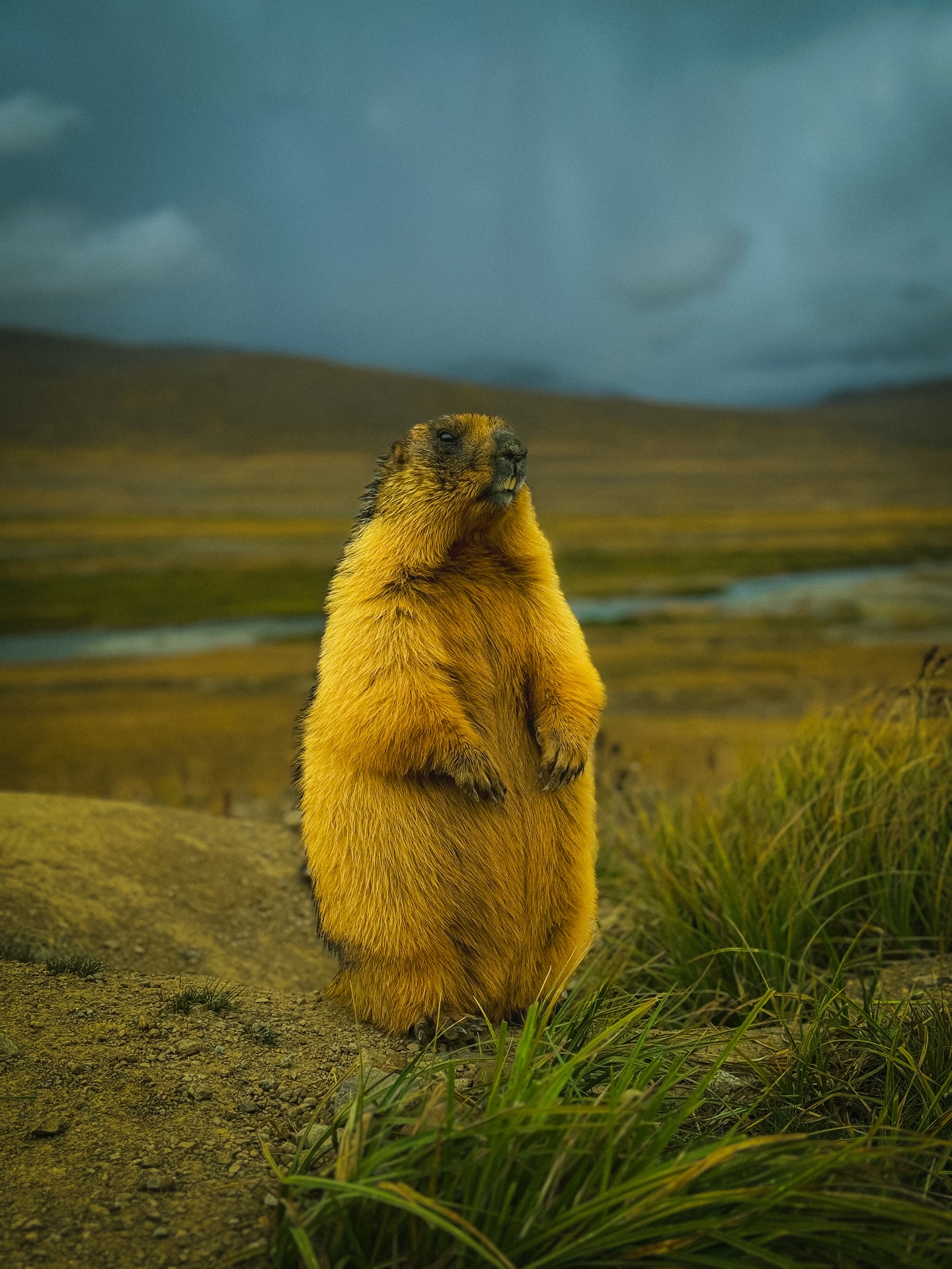 Golden marmot standing upright in the grasslands of Deosai National Park