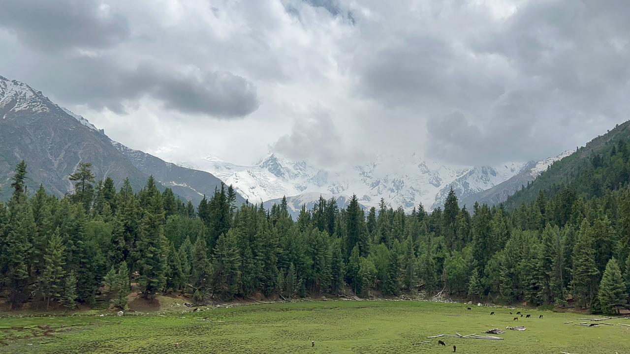 Green alpine meadow with grazing livestock beneath a cloud-wrapped snow peak