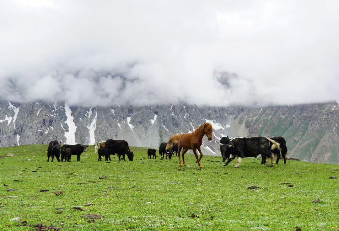 Yaks and a horse grazing on the high pastures of Makuli, Yasin Valley, beneath fog-wrapped peaks