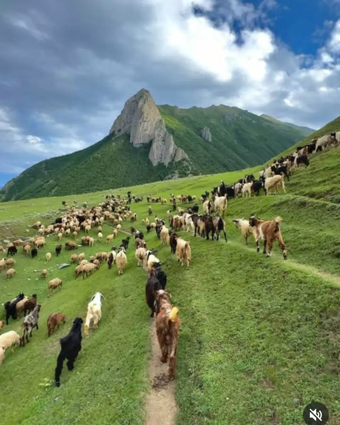 Herd of goats and sheep being driven up a green mountain slope near Tormik Valley, Skardu
